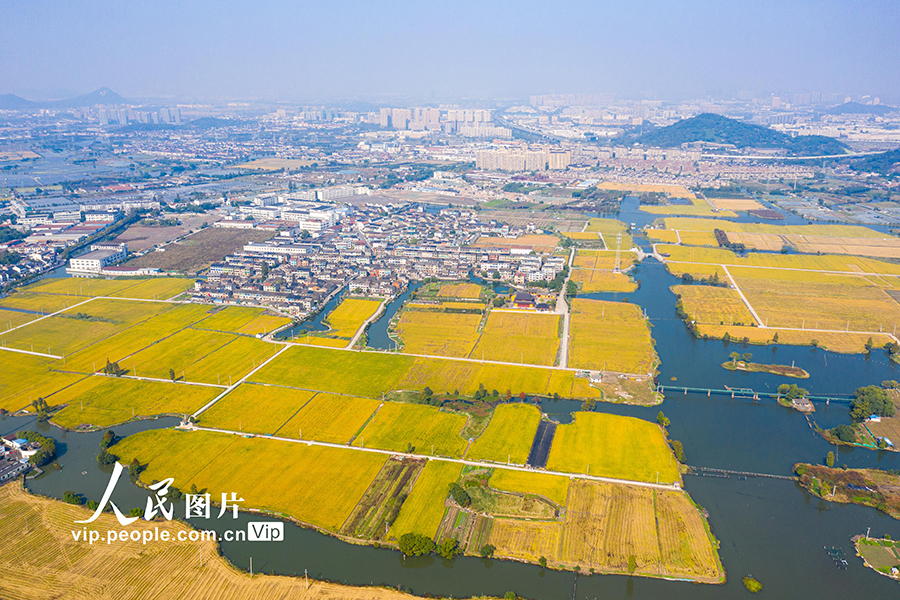 2023年11月14日，航拍浙江省绍兴市柯桥区兰亭街道田园景色，黄色的水稻星罗密布于湿地之上，形成一幅“鱼米之乡”的秋收画卷。
